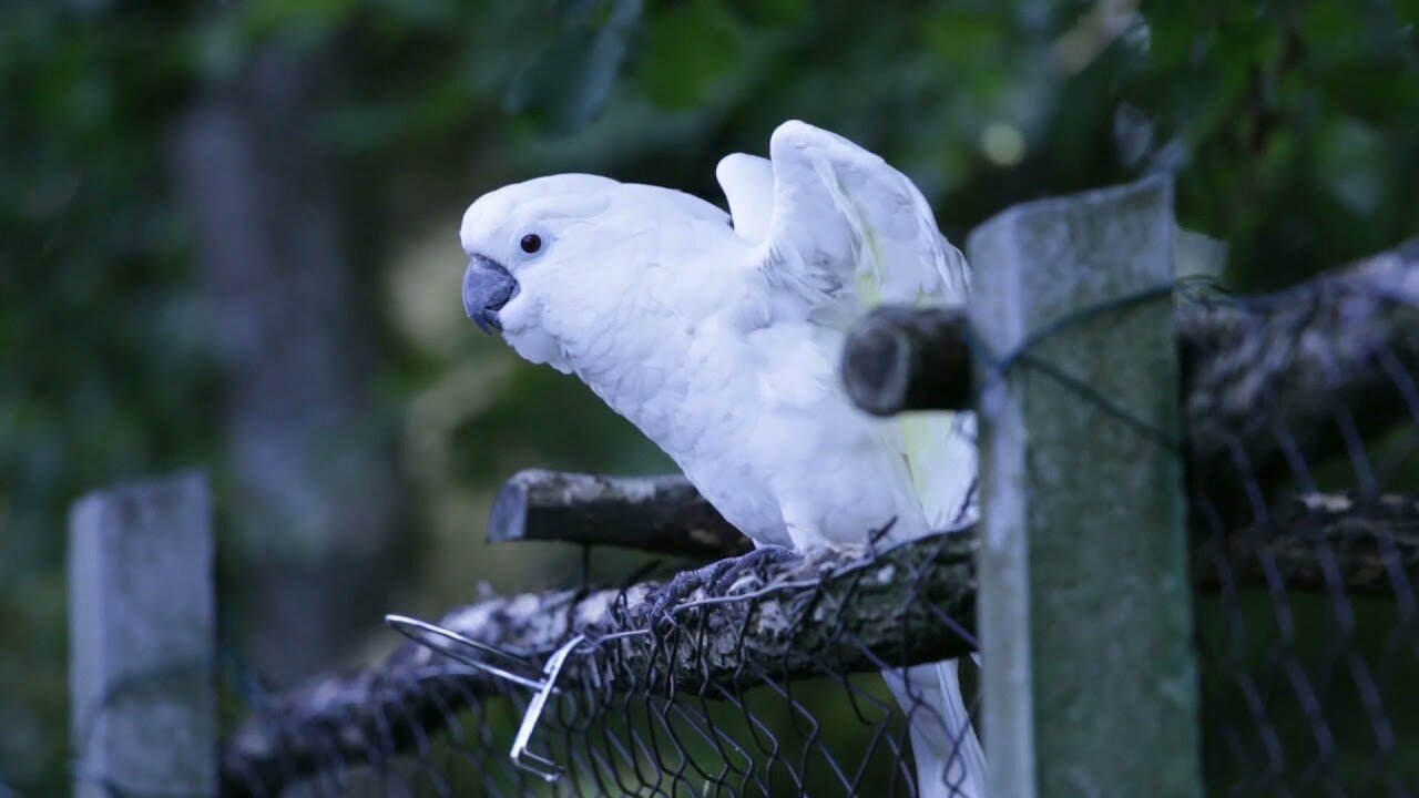 "Dancing Delight: Mesmerizing Moves of Cockatoos"