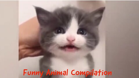 Funny Animal Videos 2023 😁 - Funniest Dogs and Cats Videos 😇 #1