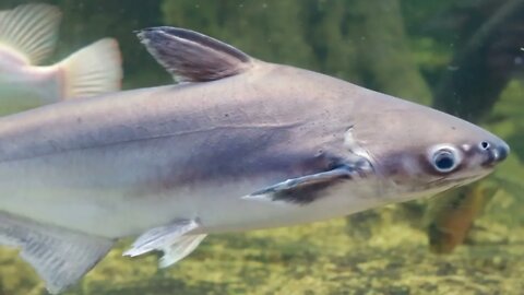 AQUARIUM SHARKS WHICH ARE COMMON IN THE PHILIPPINES