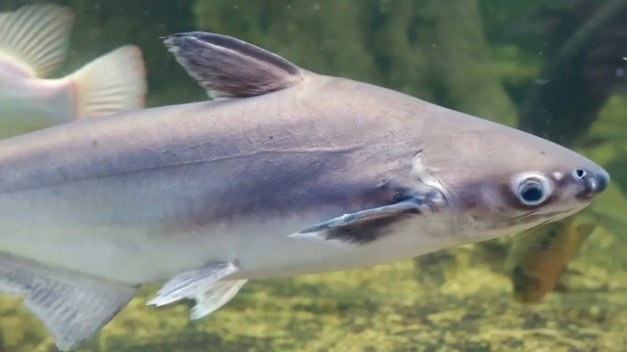 AQUARIUM SHARKS WHICH ARE COMMON IN THE PHILIPPINES