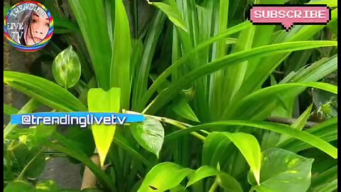 Relaxing Video of Beautiful Pandan Plants