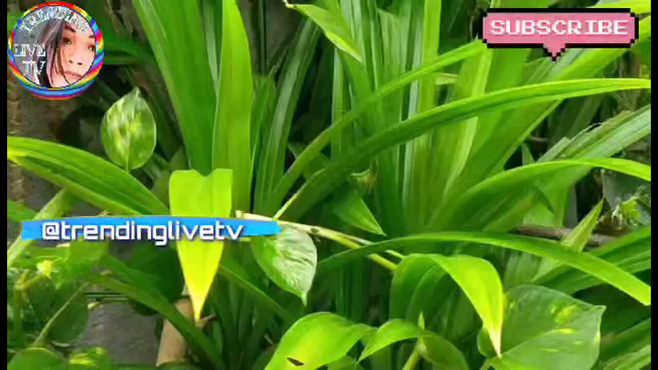 Relaxing Video of Beautiful Pandan Plants