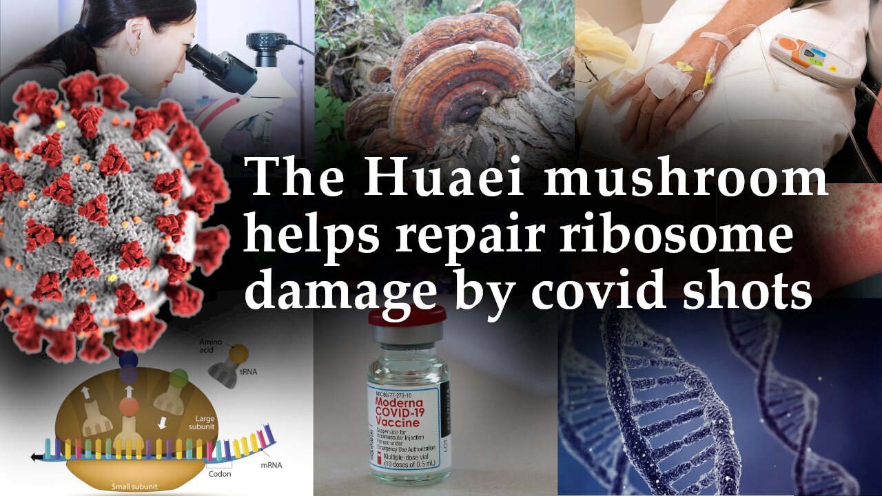 Covid shots damage ribosomes and accelerate aging. The Huaei mushroom helps.