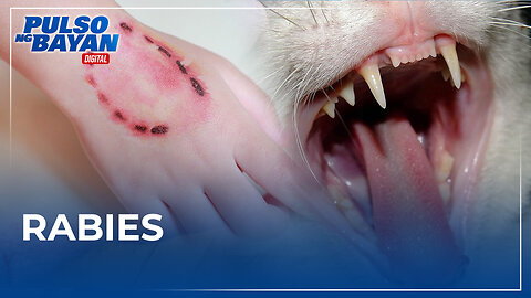 Dog at cat bites, uso tuwing summer; publiko, pinag-iingat sa rabies