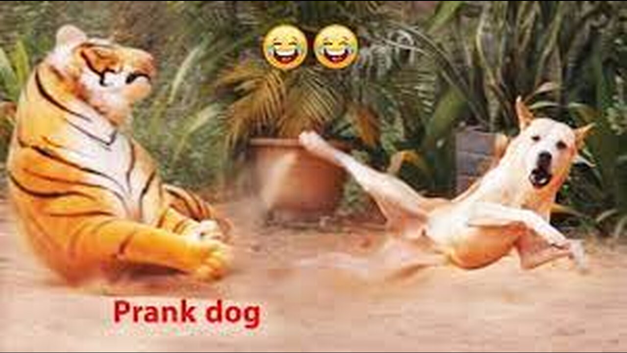 Prank on Dog of Fake Tiger| TRoll Prank Dog Funny and Huge Box