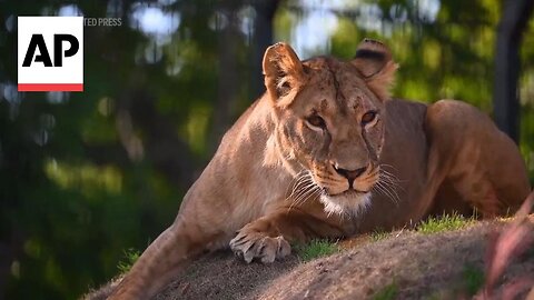 Lion rescued from warzone in Ukraine takes first steps outside at conservation center in UK