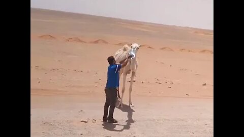 جزائــري 🇩🇿 يـسـقـي ناقــة 🐪عطشـانة بصحـراء ورڨـلـة فـي مشـهـد تقشعـر له الابـدان☝