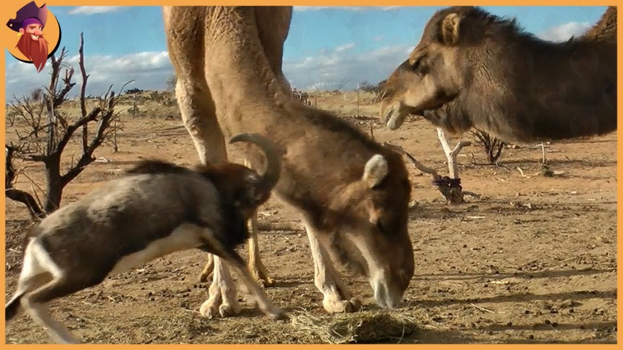 The Majestic Camel Dealing With Enemies And Friends