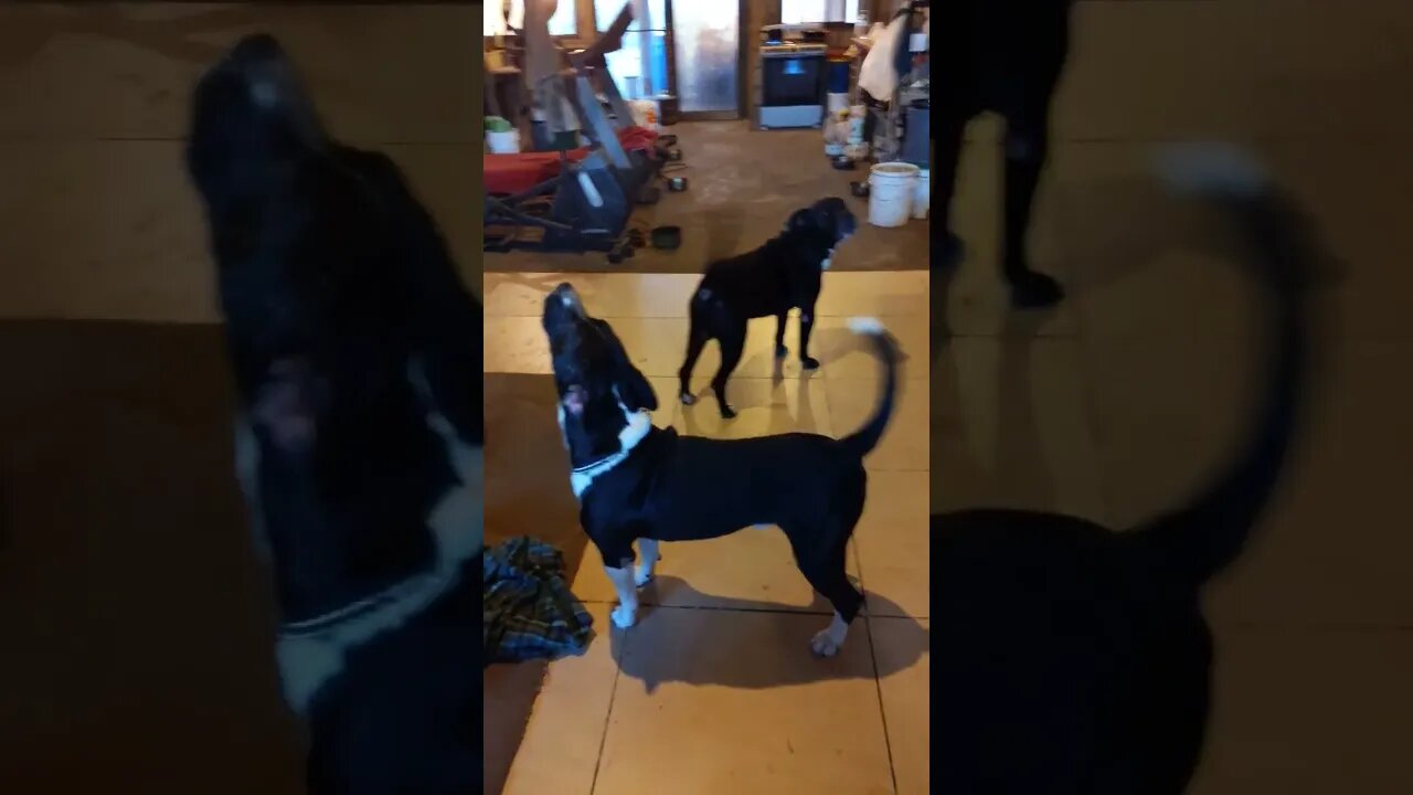 This is normal around here
