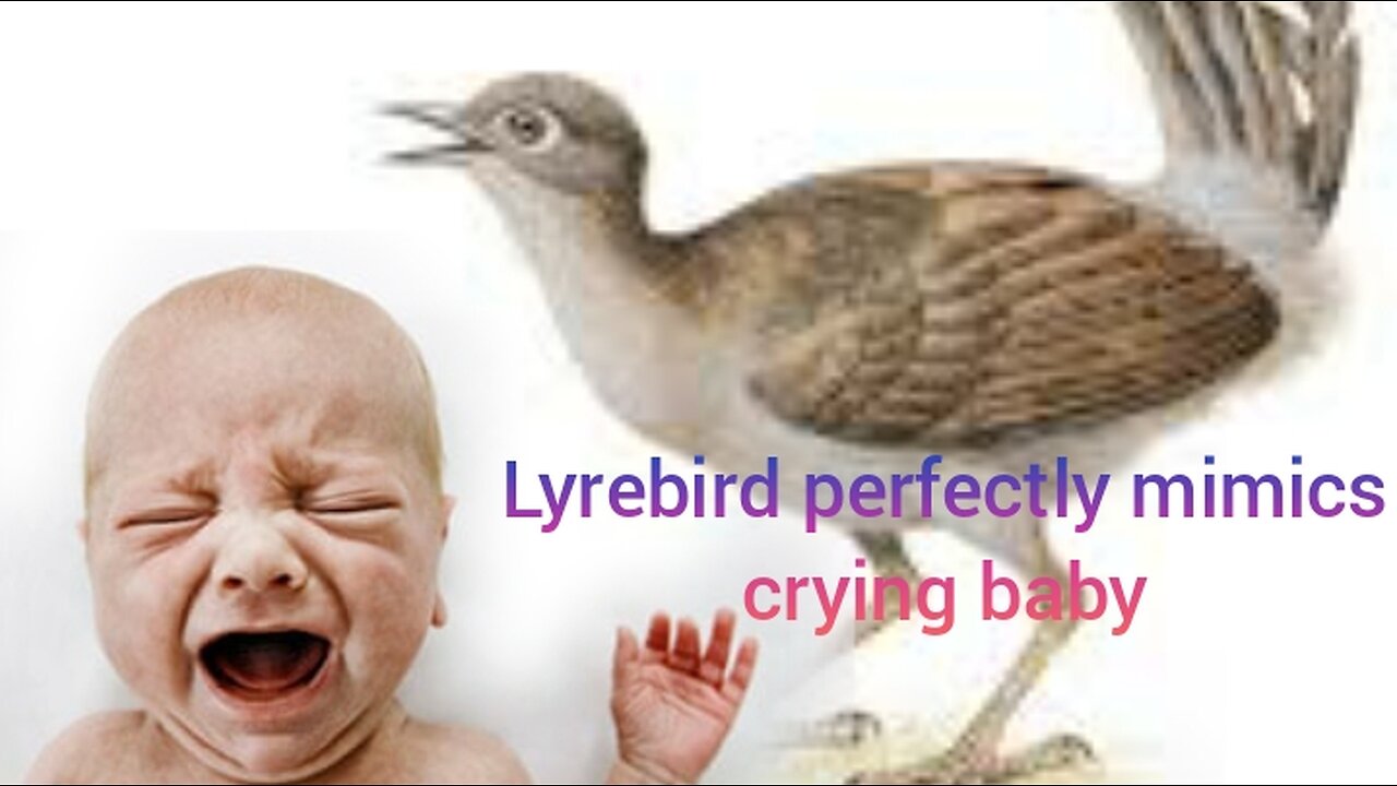 Lyrebird_in_Australia_perfectly_mimics_crying_baby OMG