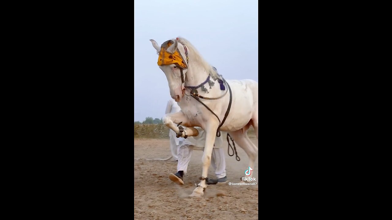 White horse pretty dance