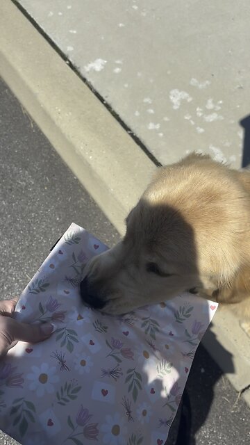 Puppy carrying the mail