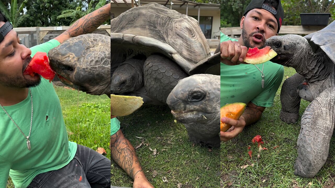 See this Very Big Tortoises of Galapagos Island