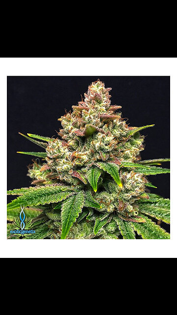 SLAPZ LIVE SUGAR & FLOWER VIBEZ