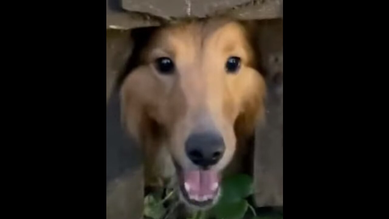 Funny Dog Fight Through Fence