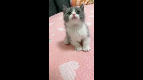 Cats Funny Videos Kittens