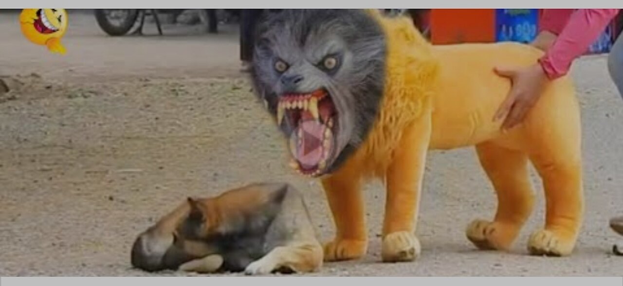 Troll prank with dogs & fake lion and fake tiger with dog prank