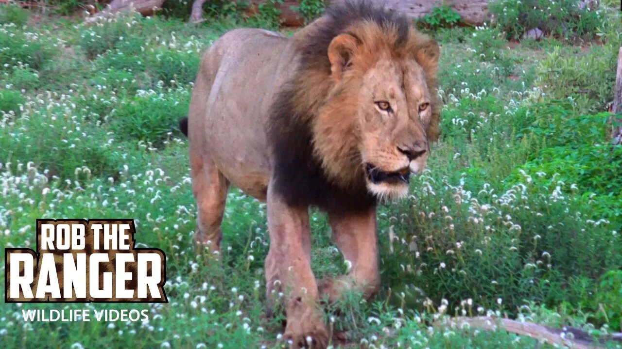 Lion Coalition Outside Shingwedzi | Kruger National Park