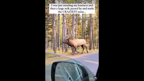 Beautiful Elk