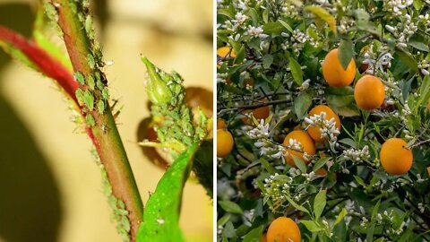 How To Get Rid Of Pests On Citrus Trees Fast!! Works On Lemon, Orange, Lime, and Kumquat Trees!!