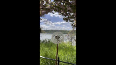 Dandelion