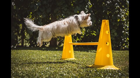 How To Train Your Puppy as a beginner -2023