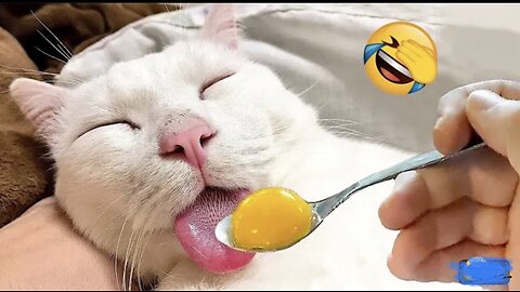 Part 3 | funny cat eat the egg