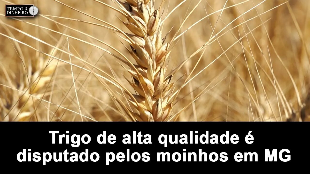 Trigo de alta qualidade de Madre de Deus de MG é disputado pelos moinhos. É a força do "W"