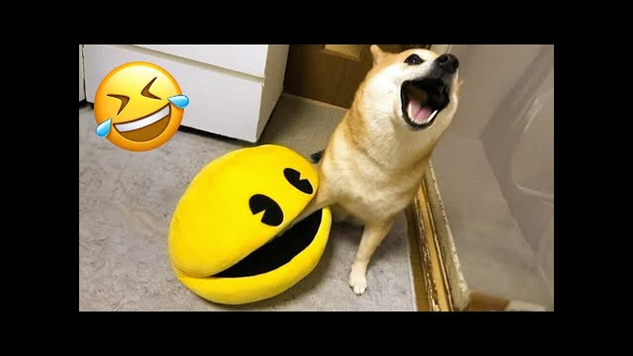 Funniest Cats and Dogs 🐶🐱 | Funny Animal Videos