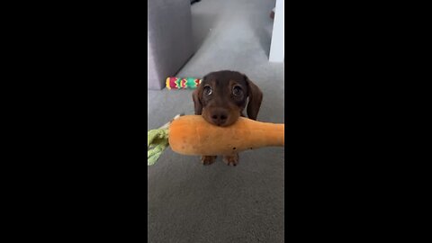 Cute Dog