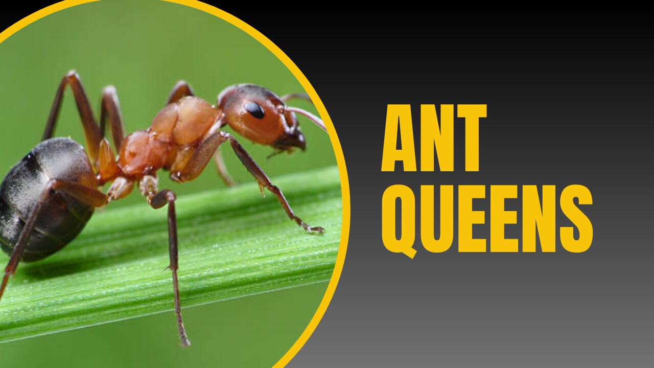 Ants Queen