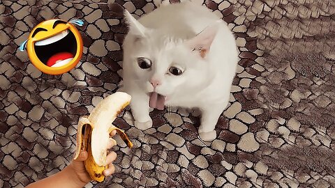 Best funniest animal videos 2023!!!
