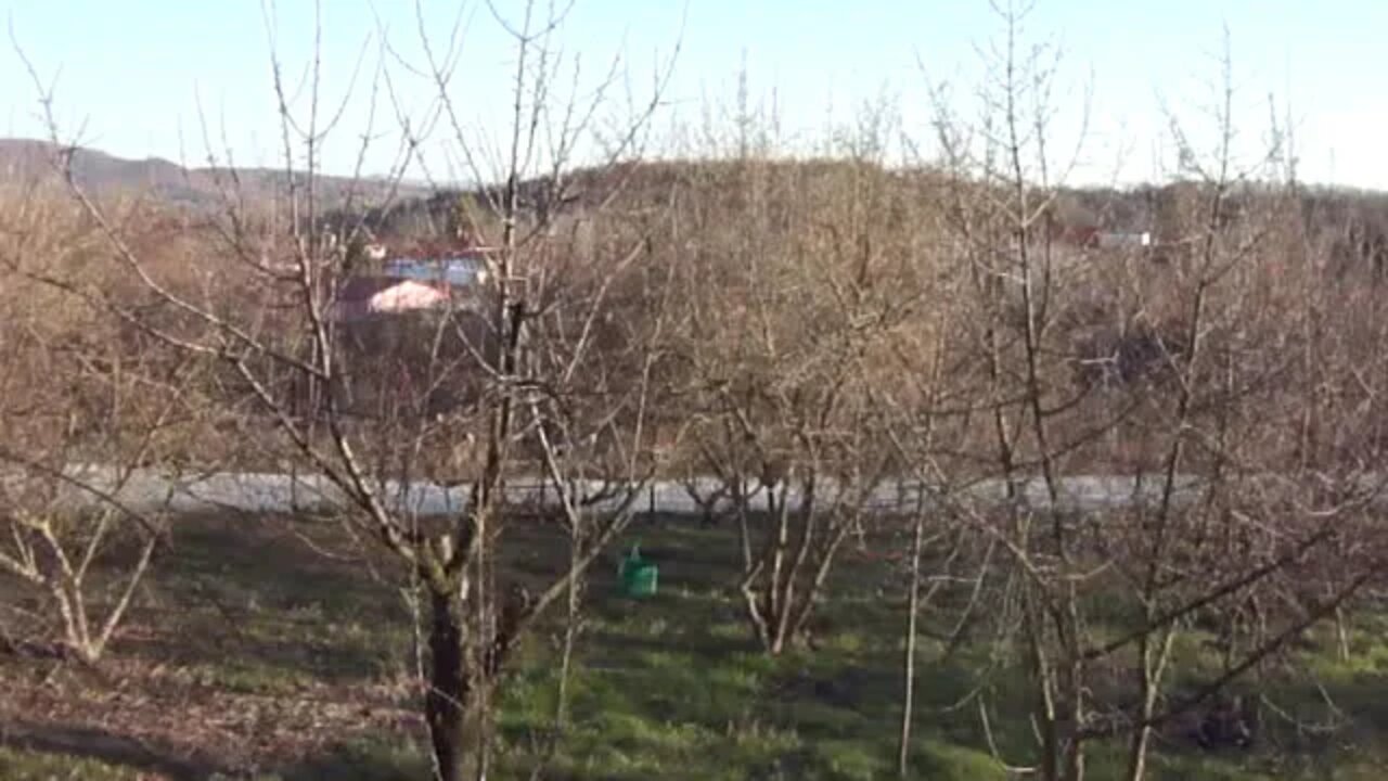 Τα δέντρα έτοιμα να ανθίσουν
