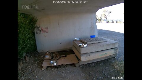 Rustys cat resident at shed