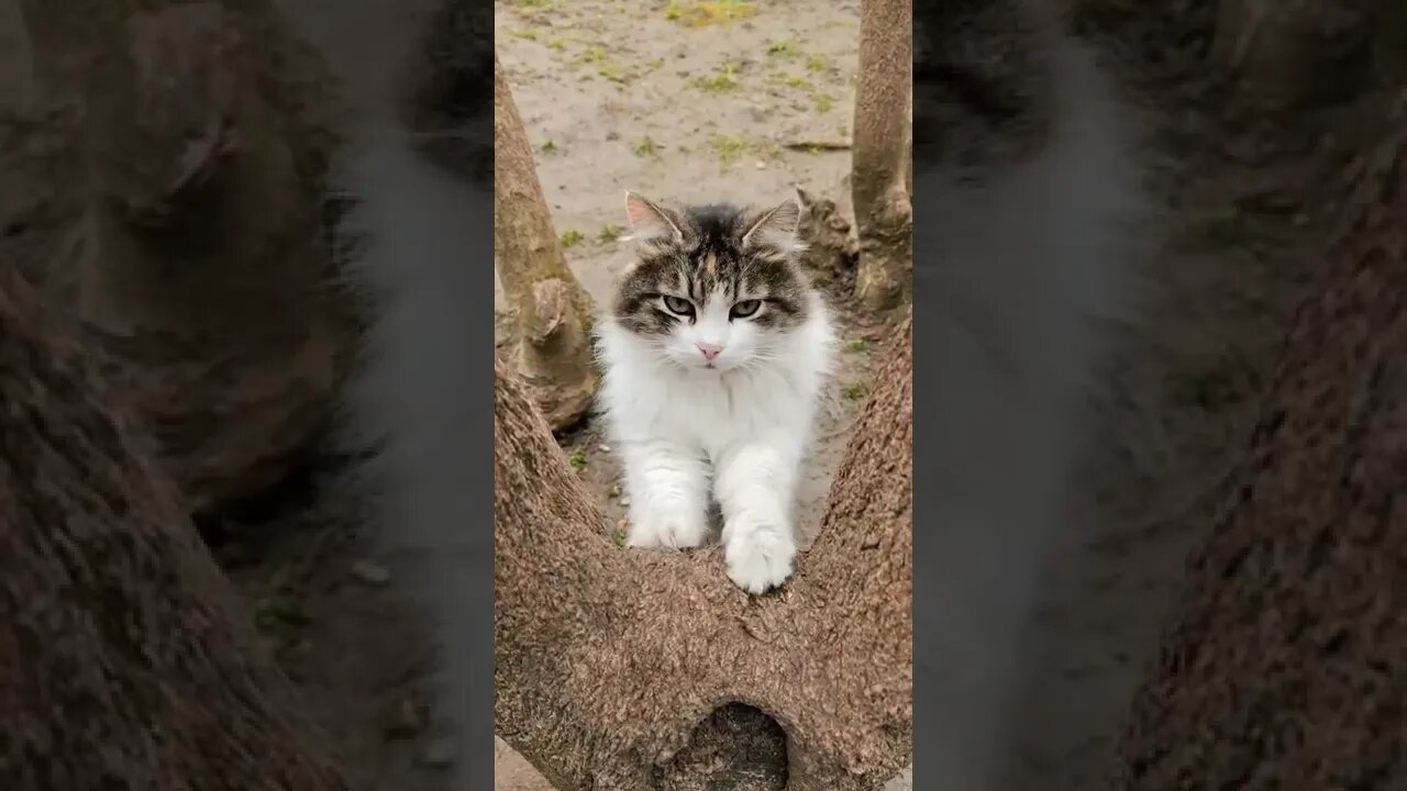 KUCING LUCU #PART 33
