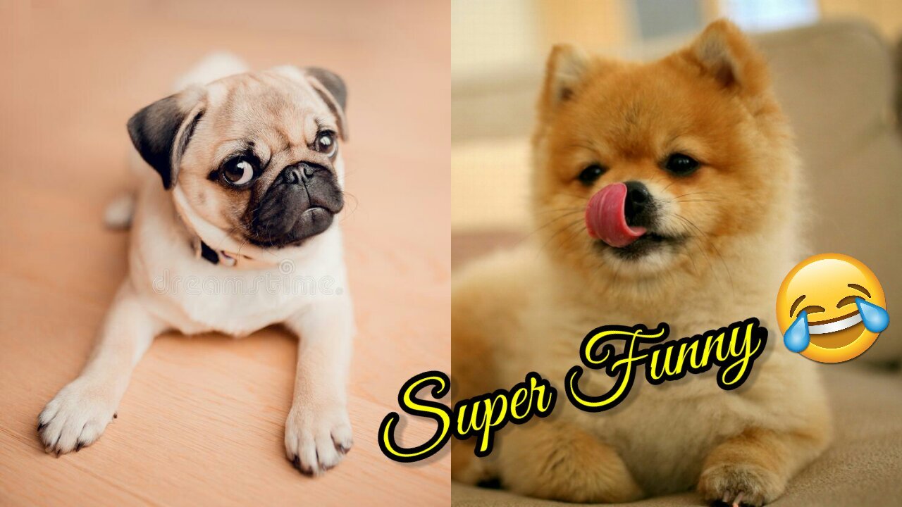 These Dogs Really Make You Happy || It's Time To Laugh