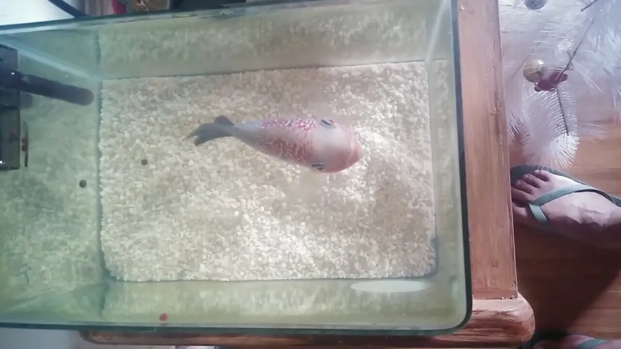 Aquarium Fish.(1)