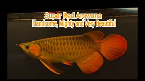 The Super Red Arowana is dashing and handsome