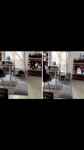 Hilarious Moment Dog Wraps Himself Up In The Curtain