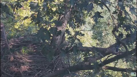 Hays Eagles nest squirrel and Blue Jay visit 2021 09 18 9:43AM
