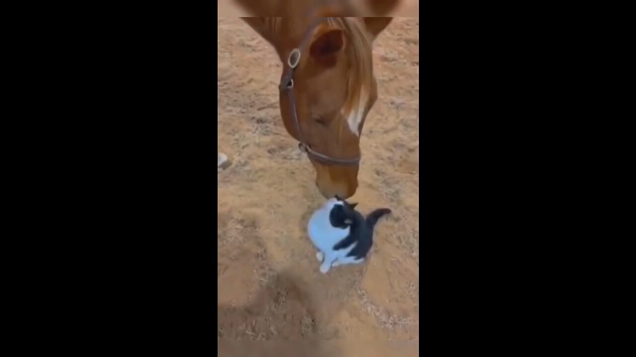 Funniest animals part 8