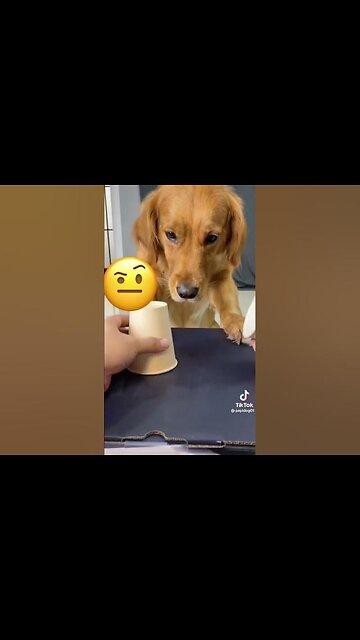 Funny animals 2024😆 - Funniest Cats and Dogs Video🐕🐈