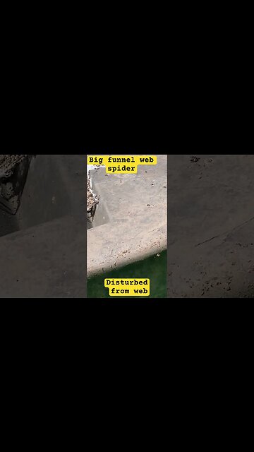 Big funnel web spider under horse trough