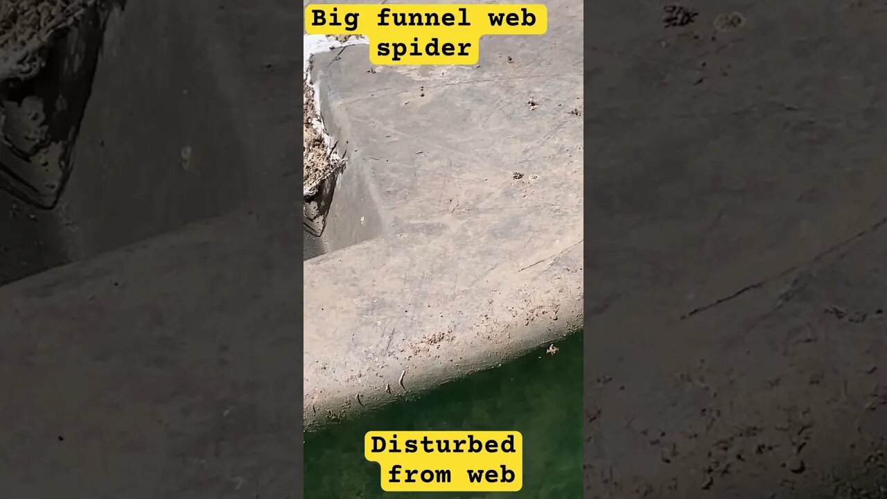 Big funnel web spider under horse trough