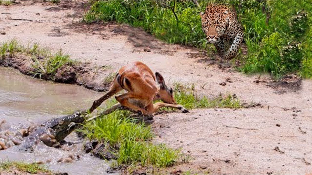 The impala can Escape From the Crocodile But not From the Leopard