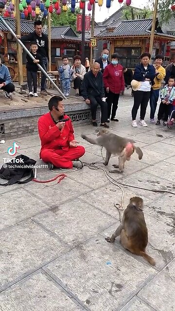 funny monkey #shorts#video