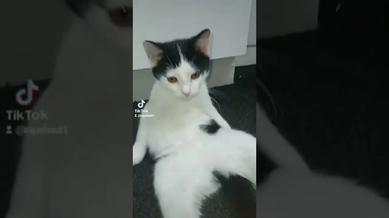 rare pausin incoming #foryou #cats #memes