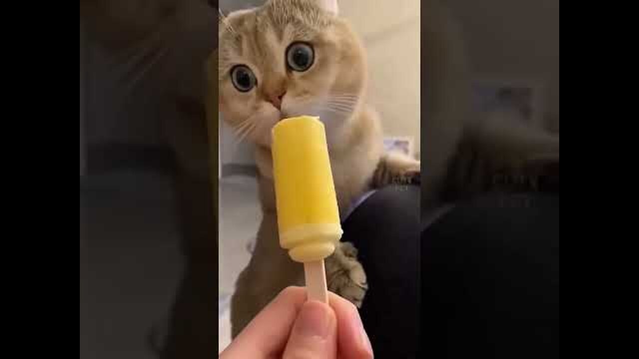 Funny Cat Video