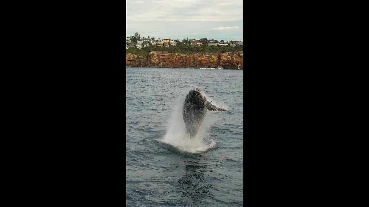 Humpback whales passing Sydney on their northern migration from Antarctic waters.