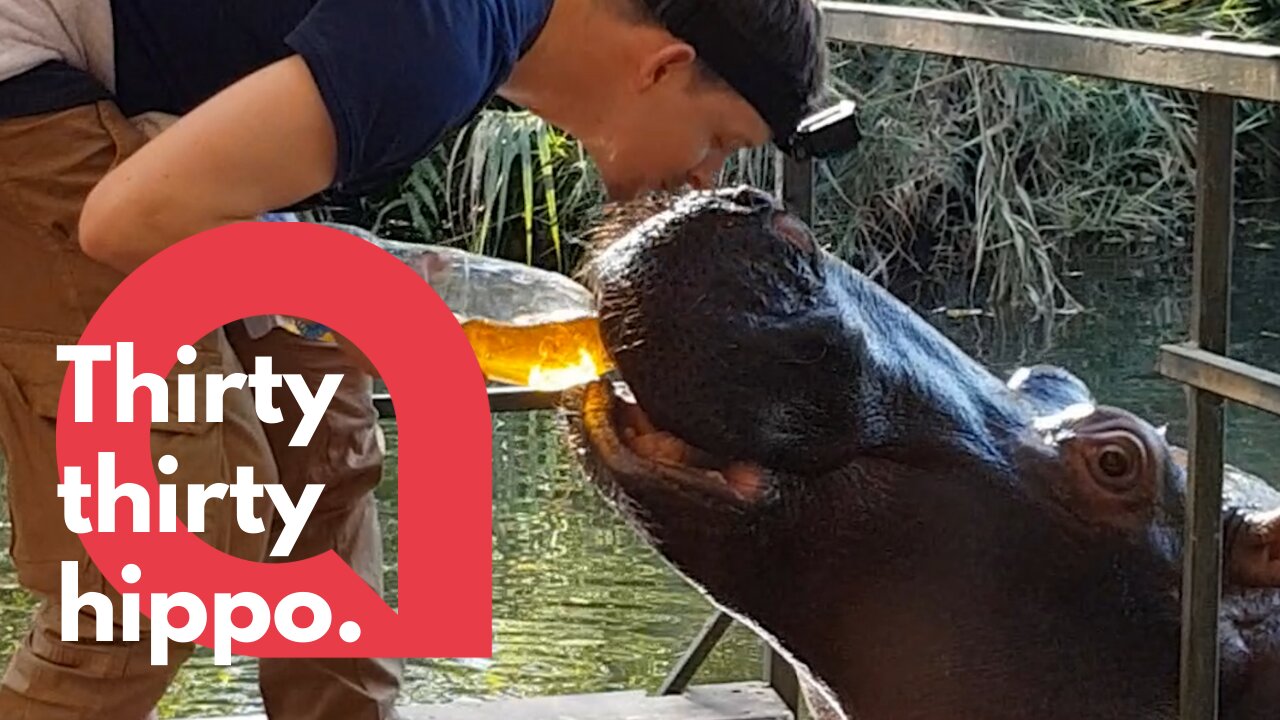 Thirsty hippo enjoys drinking tea from plastic bottle